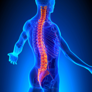 Lower Back Pain Doctor Ocala, FL - Vertebrae Anatomy with Circulatory System